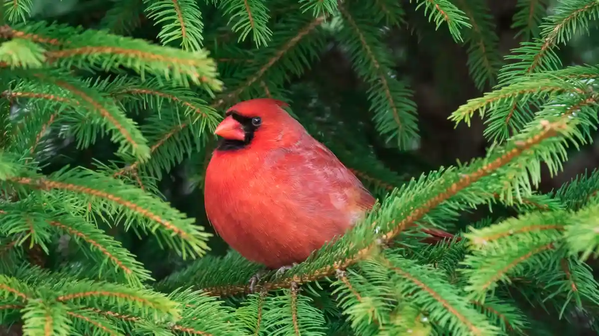 In the bustling Big Apple, a bright red northern cardinal perches quietly in a shrub, its song a gentle morning serenade as…