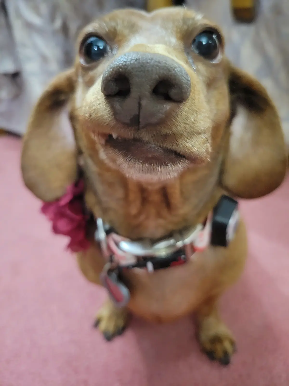 A close-up photo of a brown dachshund looking directly at the camera with large, glossy eyes and a tear rolling down its…