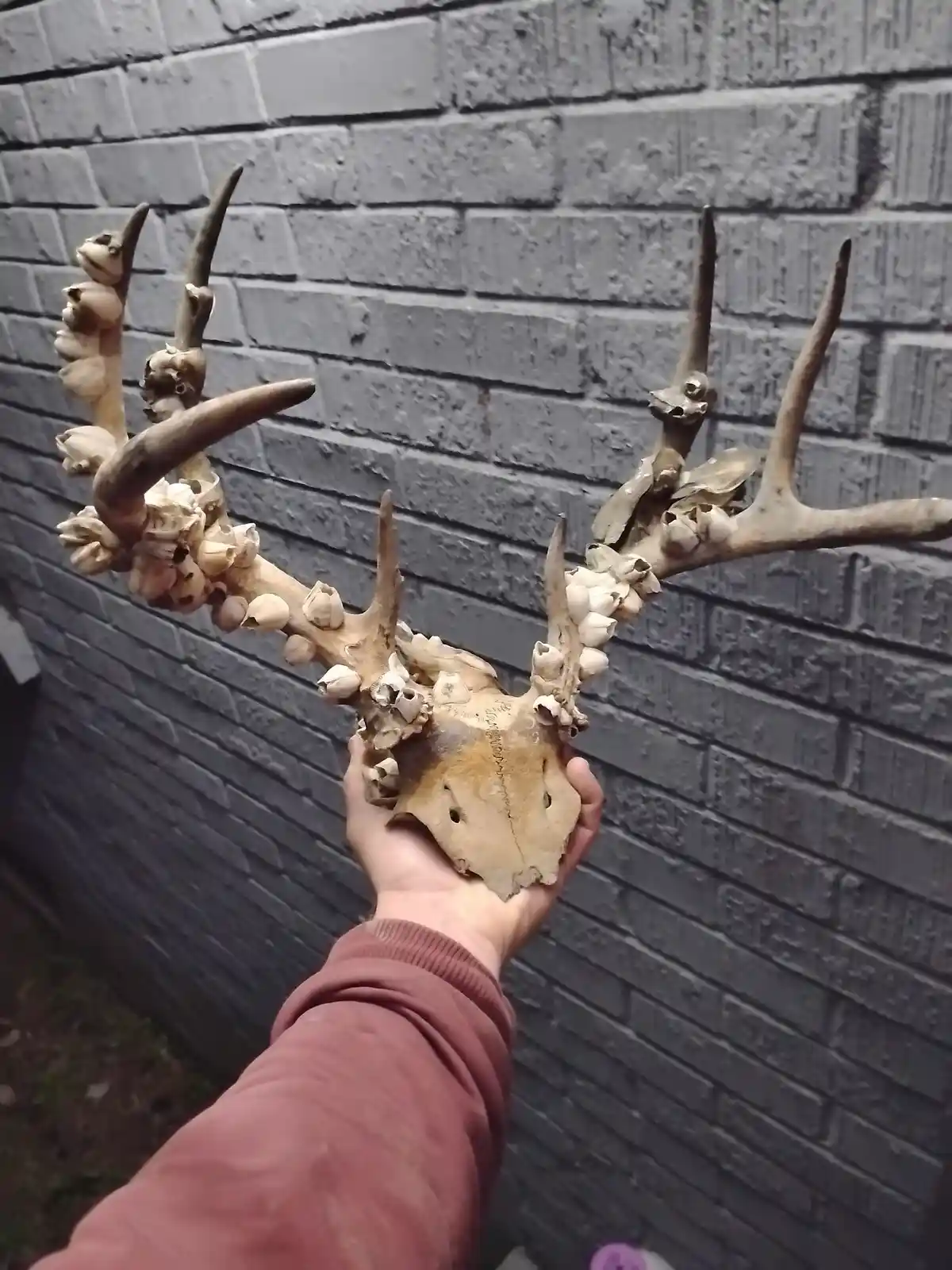 A person holds up a deer skull with large antlers against a gray brick wall; the antlers and skull are covered in numerous…