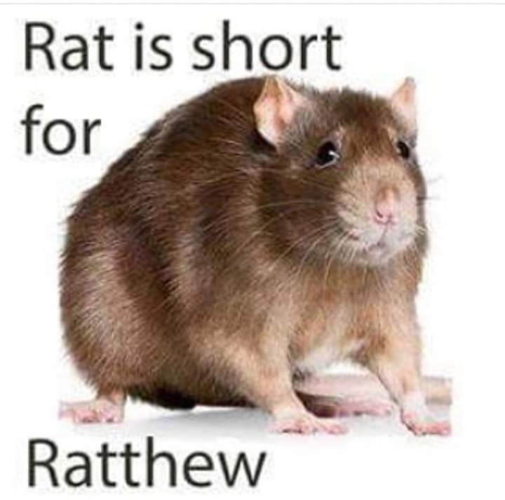 A brown rat is shown sitting against a plain white background. Text overlaid at the top reads 'Rat is short for' and at the…