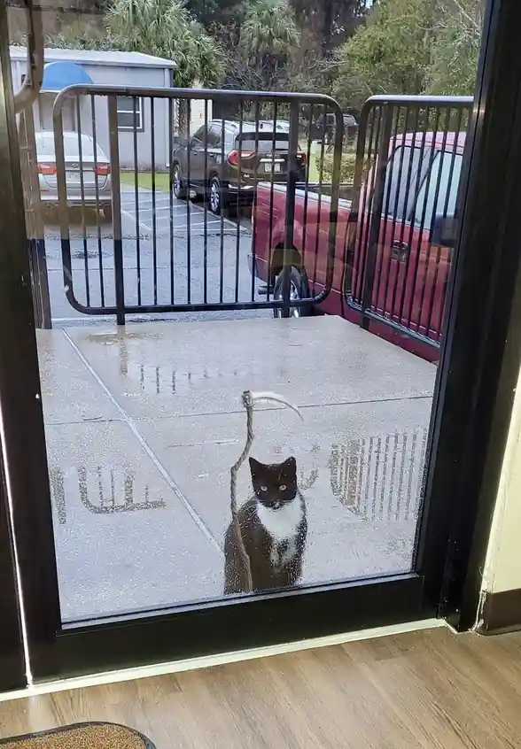 A black-and-white cat stares intently through a rain-splattered glass door from outside, with a digitally added scythe…