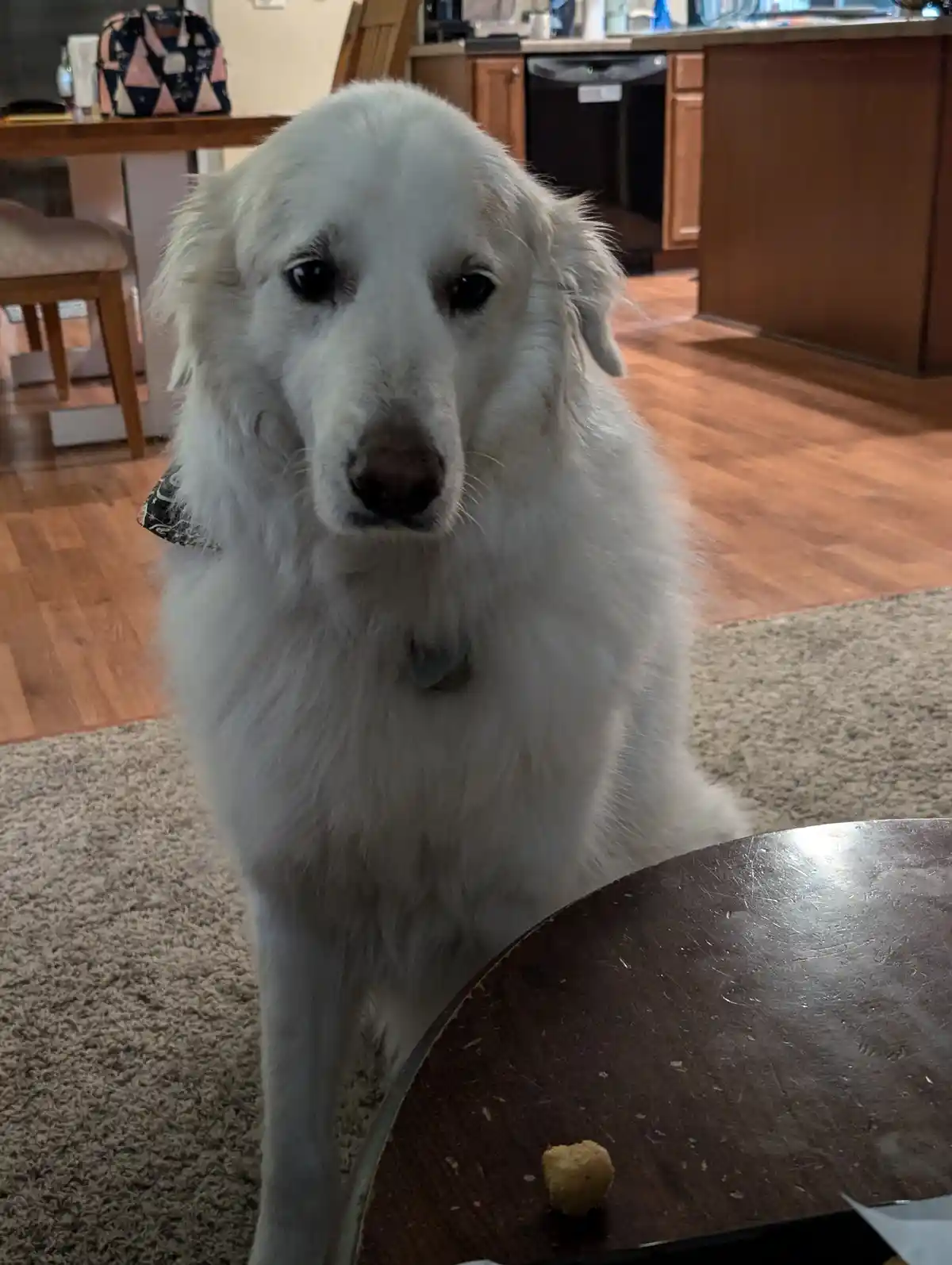 A fluffy white dog with a sad, pleading expression stares directly at the camera from a carpeted floor in a home kitchen. In…