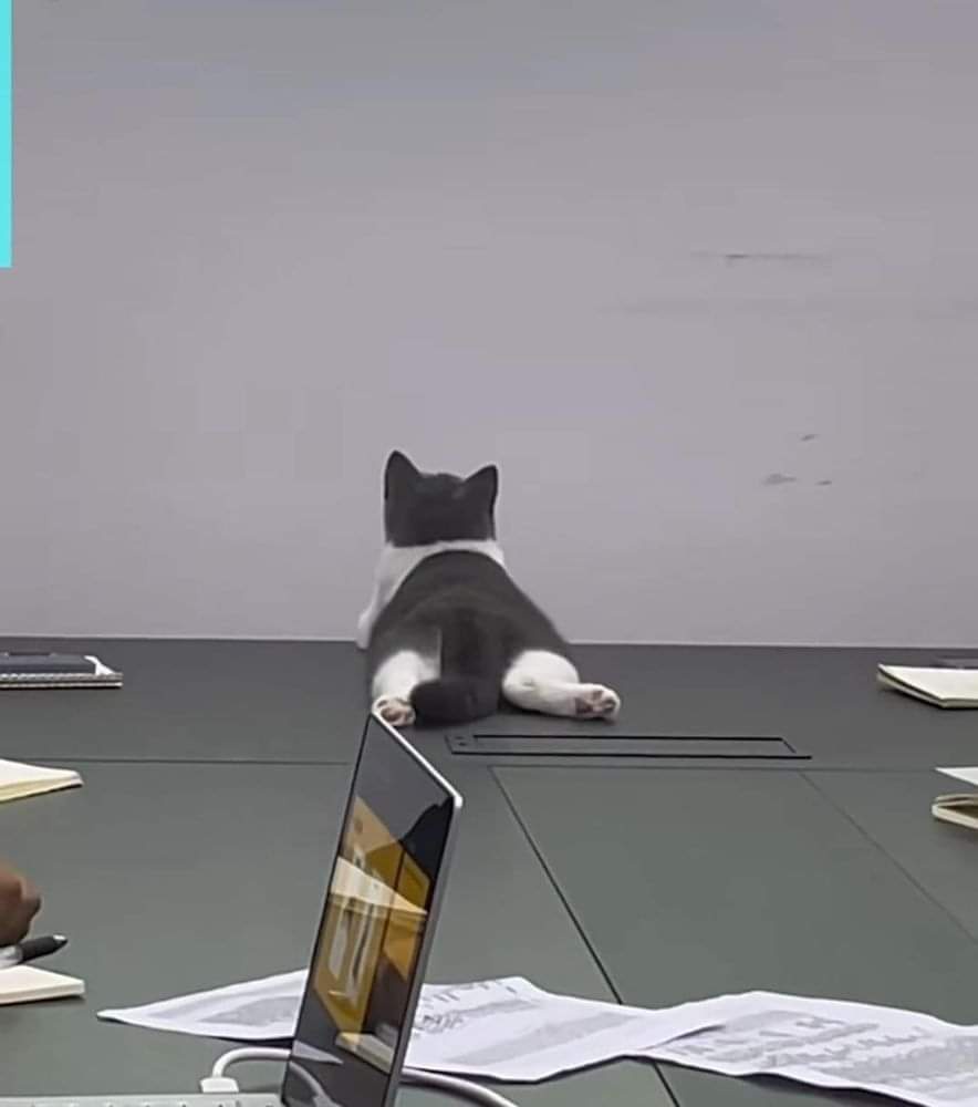 A black-and-white cat sits on a dark conference table, facing away from the camera, appearing to be in a meeting. In front…