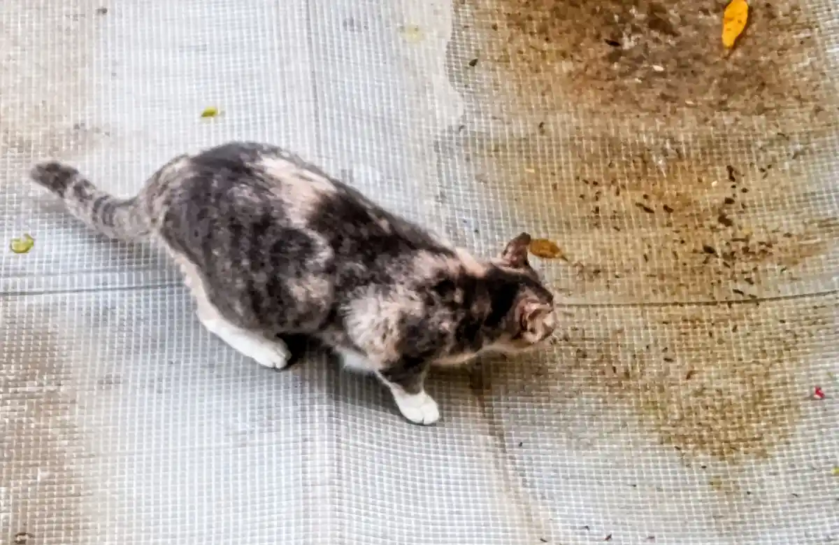 A gray and white cat with a slightly rounded body is seen from above, walking on a dirty, grid-patterned surface. The cat's…