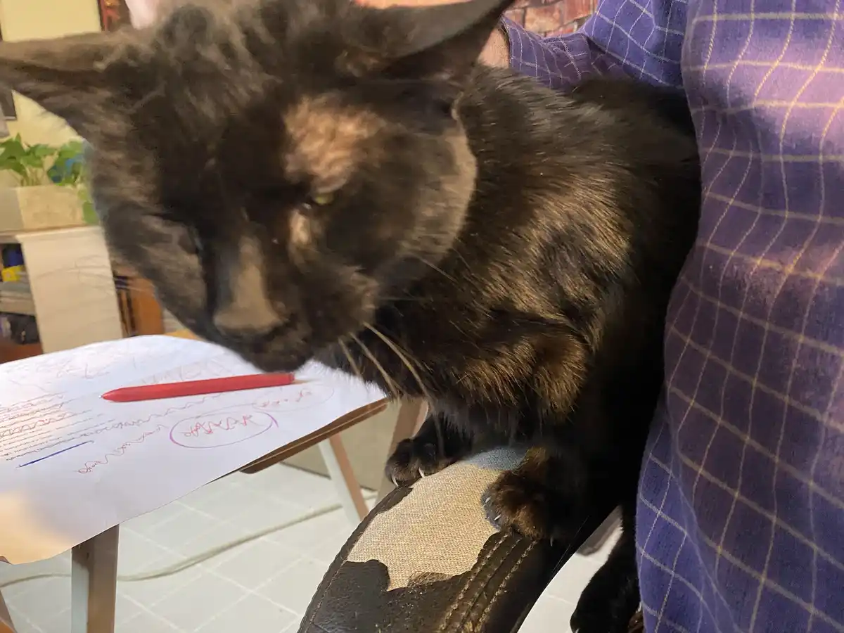 A dark tortoiseshell cat with one eye half-closed sits on a chair next to a person in a purple plaid shirt, looking down at…