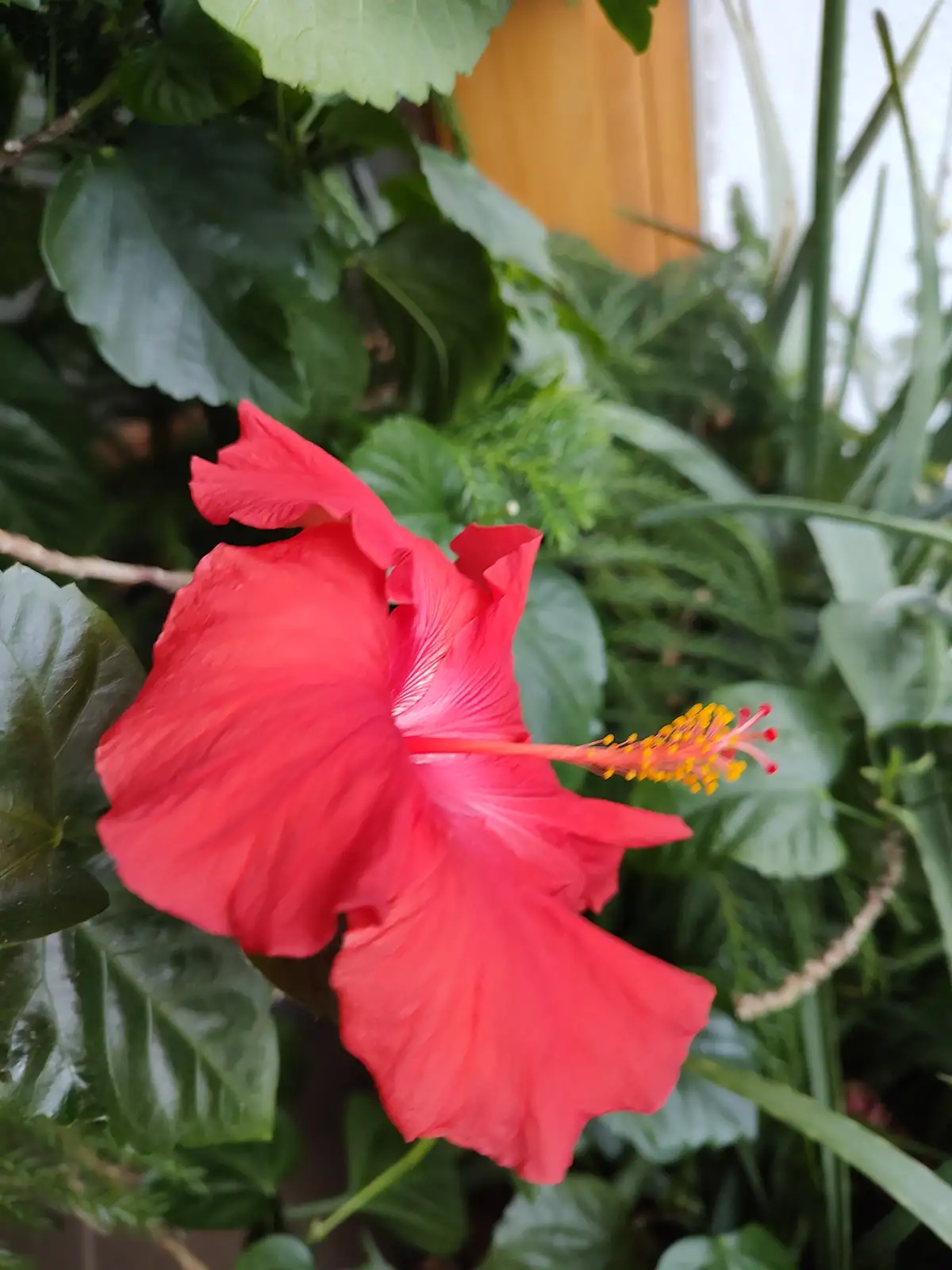 A vibrant red hibiscus flower with yellow stamens is shown in focus against a backdrop of lush green leaves and stems. The…