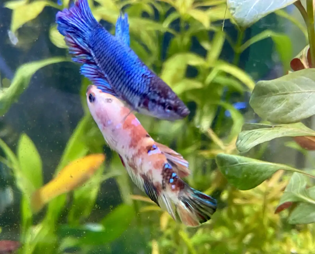 Two betta fish swim in an aquarium with green plants; one is blue with flowing fins, the other is pinkish-orange with blue…