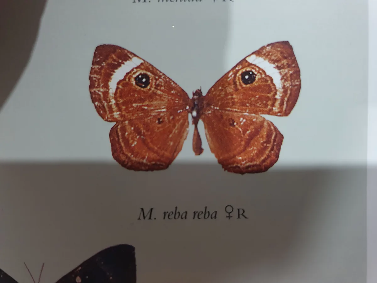 A close-up of a brown butterfly with white markings and eye-like spots on its wings, shown in a scientific illustration…