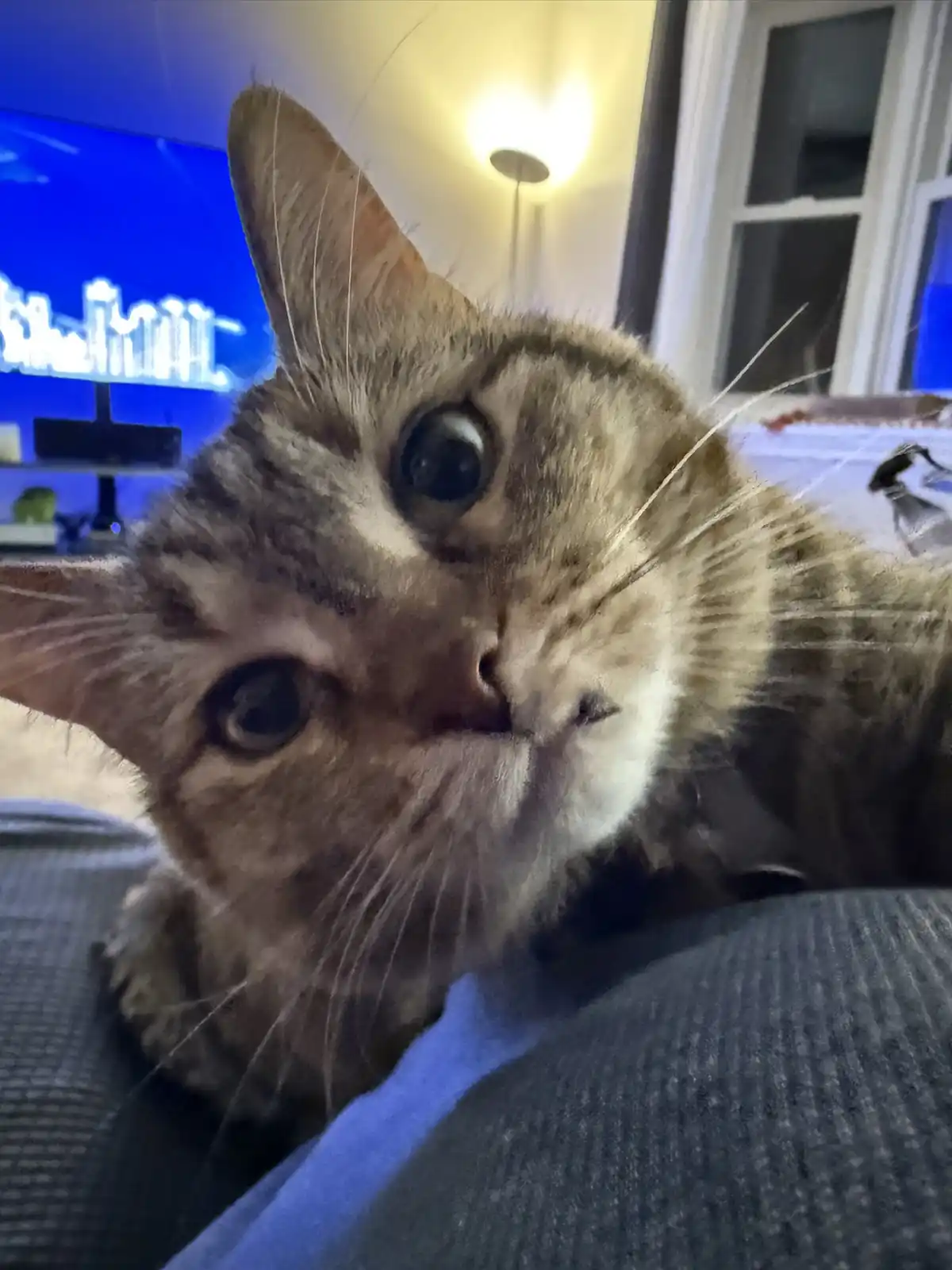 A close-up photo of a tabby cat with wide, innocent eyes looking directly at the camera, resting on a person's lap in a…