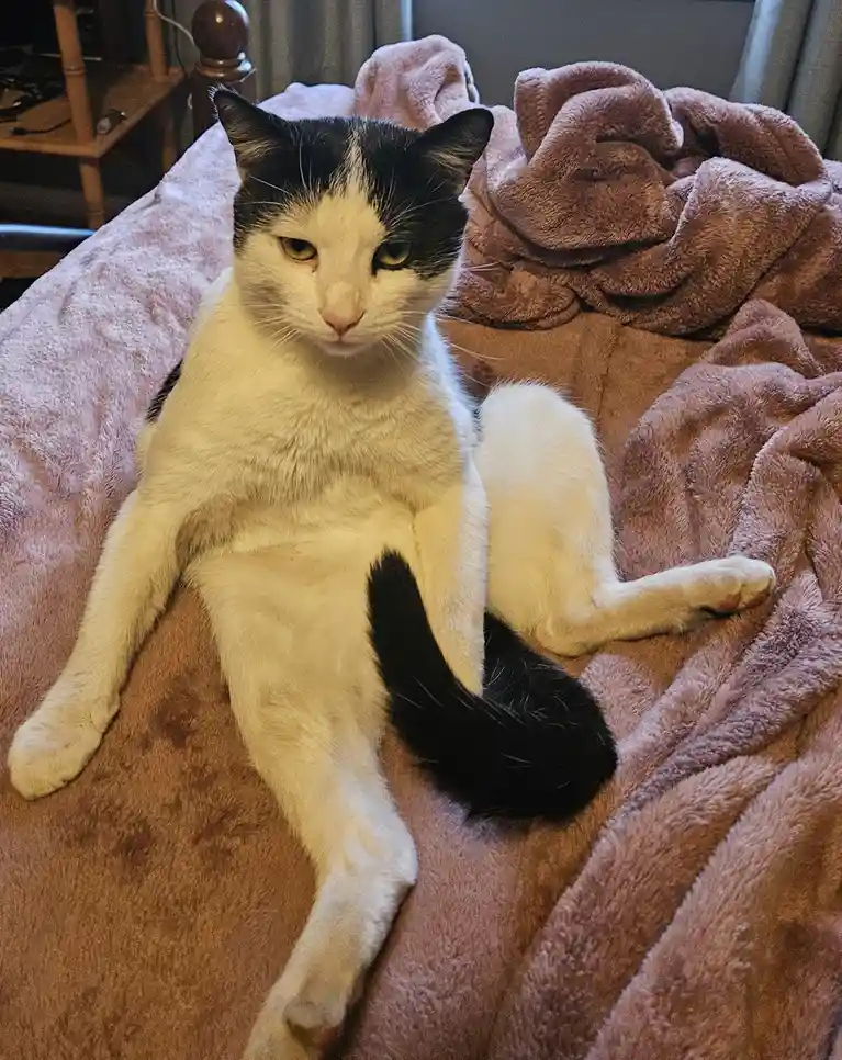 A black-and-white cat lounges sprawled on a fluffy brown blanket with a bored, unimpressed expression. The cat's body is…