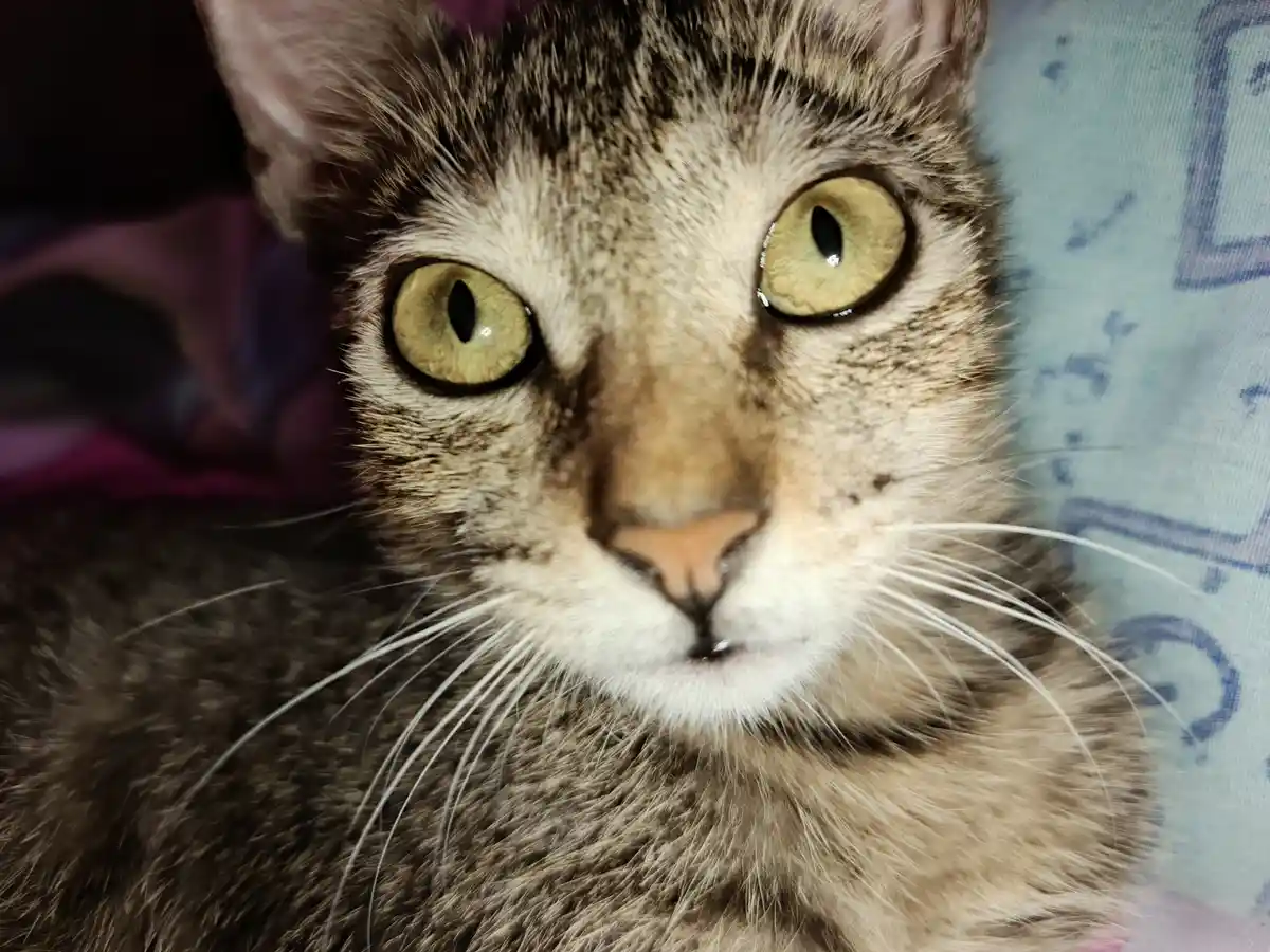 A close-up photo of a tabby cat with wide, green eyes staring directly at the camera, its fur patterned with brown and black…