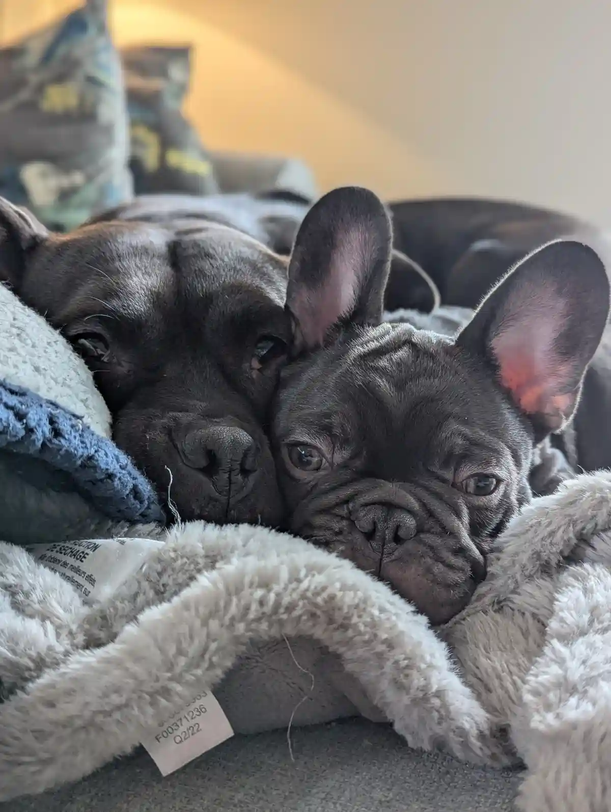 Two black French bulldogs are snuggled together on a soft, fluffy blanket, their heads resting close and eyes half-lidded in…