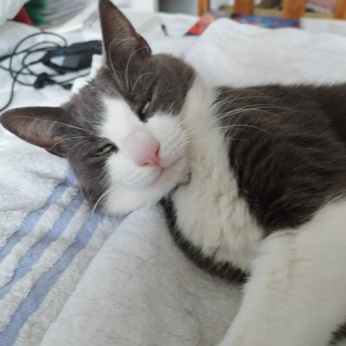 A gray and white cat lies on a bed with a striped blanket, looking sleepy with half-closed eyes. The cat's face is relaxed…