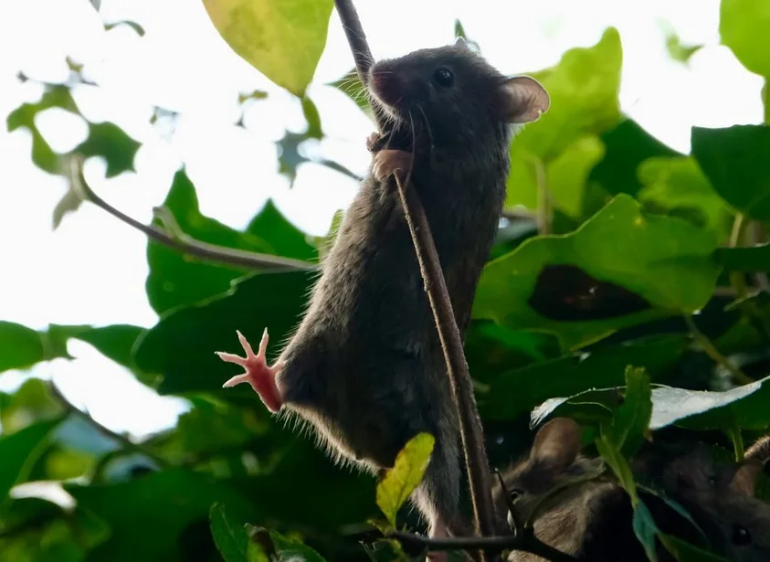 A small brown mouse is hanging upside down from a thin branch surrounded by green leaves, with its pink paw visible. Another…