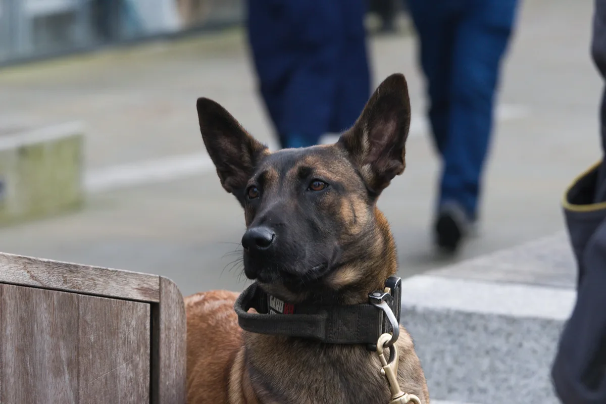 Capturing Canine Charm: A Street Photography Adventure