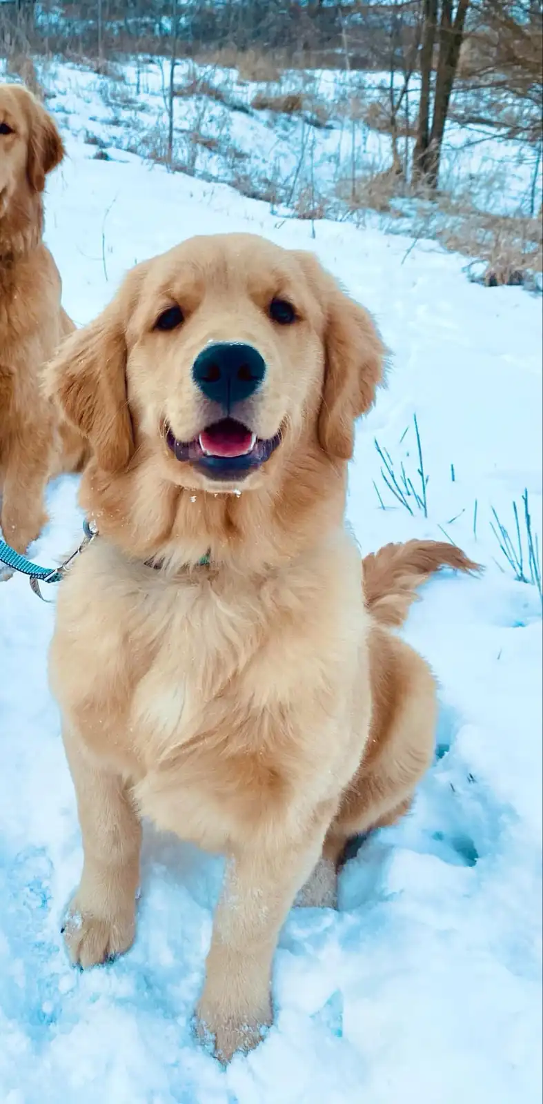 A golden retriever sits happily in the snow with its mouth open and tongue out, looking directly at the camera. Its nose is…