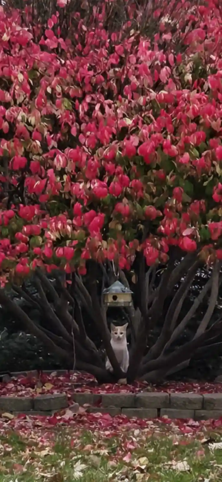 A small white cat with orange ears sits directly beneath a bird feeder hanging from a tree with vibrant pink-red foliage…