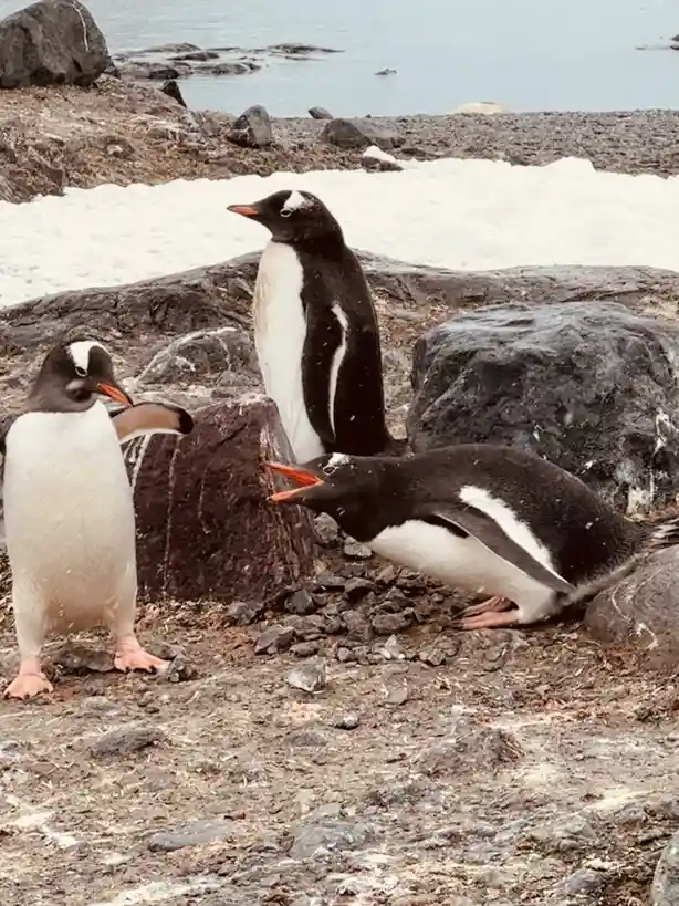Three gentoo penguins are on a rocky, snowy shoreline. One penguin is standing upright, another is leaning forward with its…