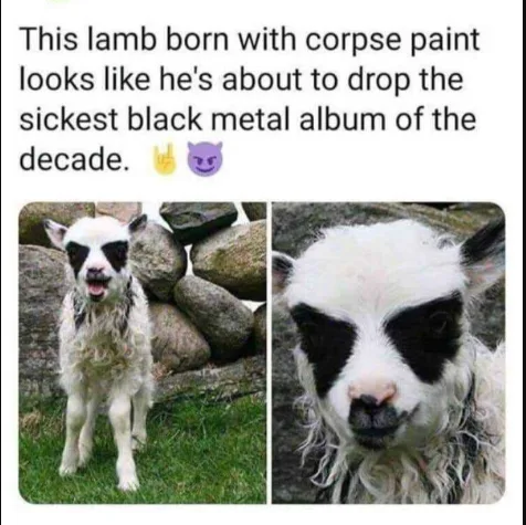 The image displays a split-screen of a young, wet lamb with distinctive black markings around its eyes and muzzle…