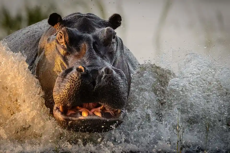 The Mighty Territorial Hippo: Nature's Unyielding Guardian