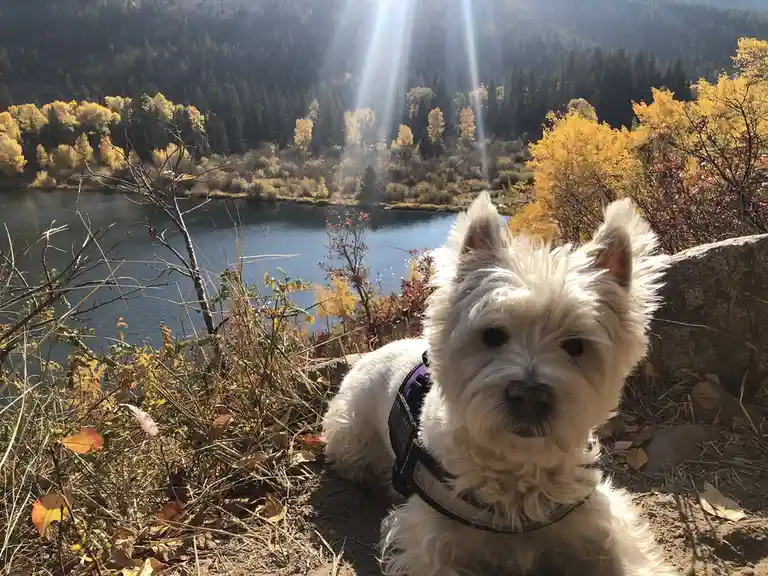 A Glimmer of Hope: Meet Lily Bella