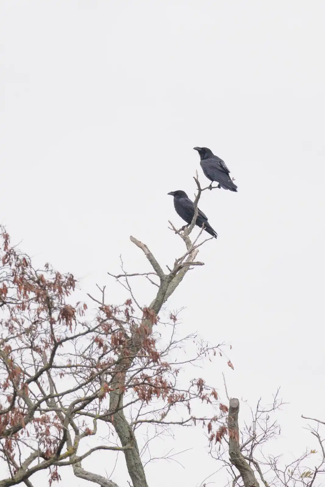 Two black ravens are perched on a bare, gnarled tree branch against a pale gray sky. The tree has some brown, dried seed…