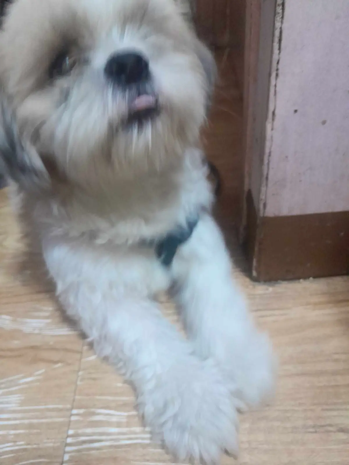 A blurry photo of a small, fluffy white dog with its tongue slightly out, sitting on a wooden floor near a wall. The dog…