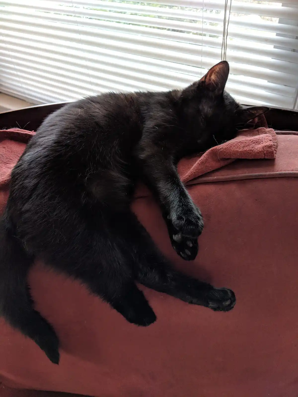 A black cat is curled up and sleeping soundly on a reddish-brown couch cushion, with white window blinds visible in the…