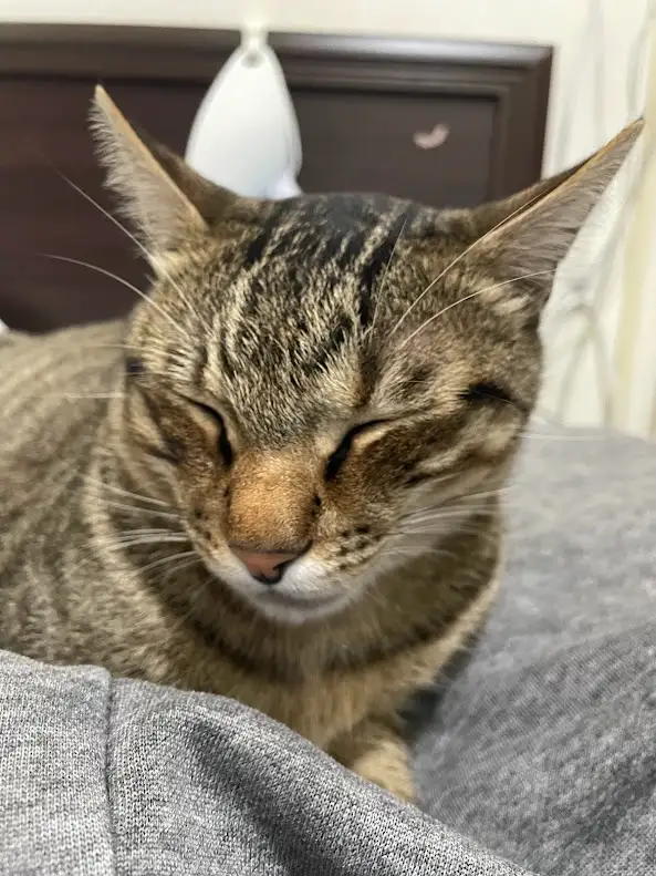 The Cutest Cat Moments