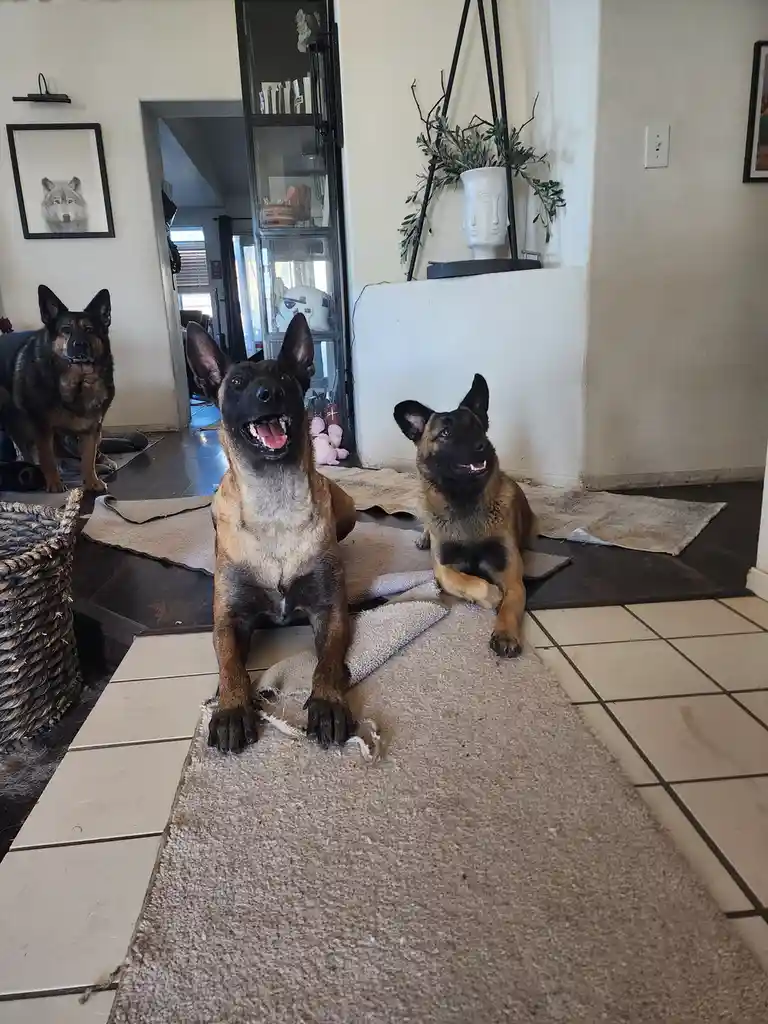 Three dogs, likely Belgian Malinois, are in a living room with torn carpeting around them. One dog in the center is sitting…