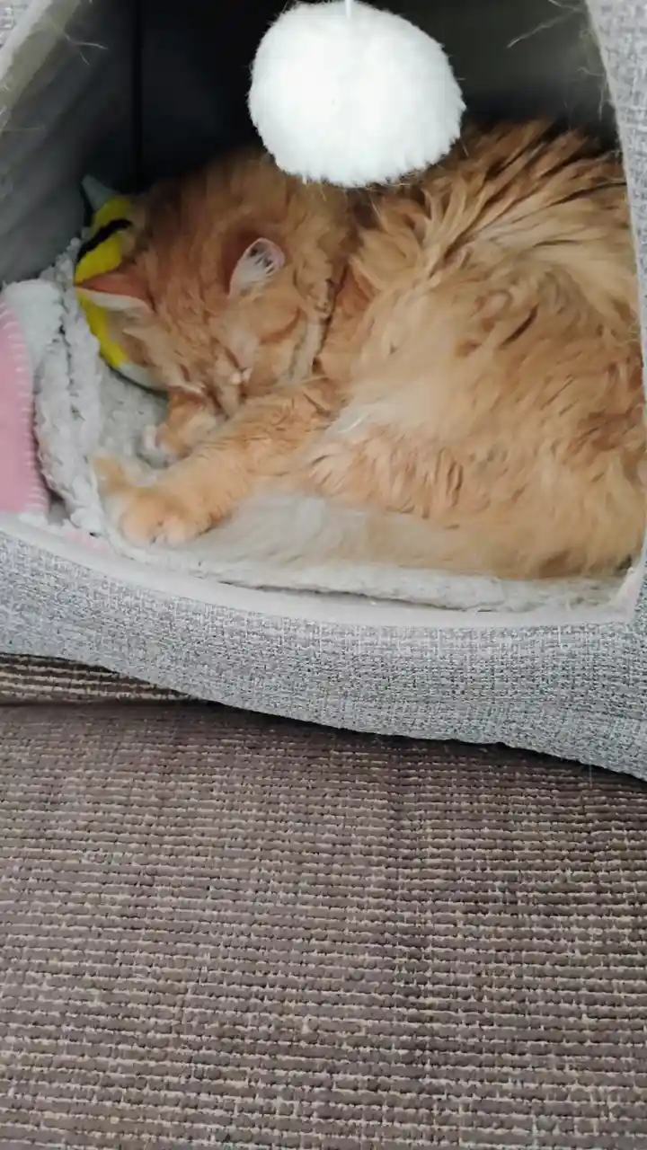 A fluffy orange tabby cat is curled up and sleeping soundly inside a cozy gray fabric cat bed. A white pom-pom toy hangs…