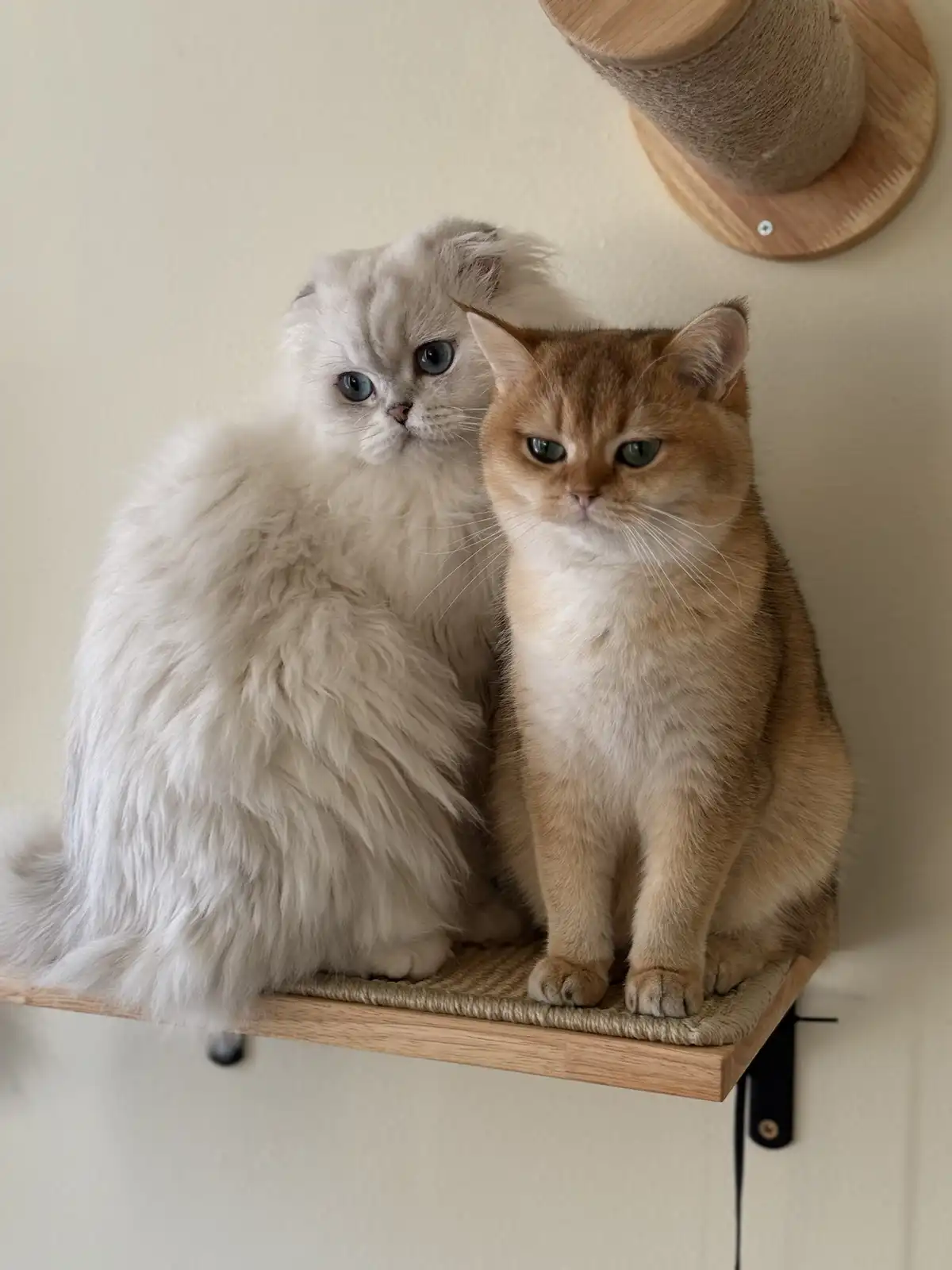 Two cats sit side by side on a wooden wall-mounted shelf with sisal rope; a fluffy white cat with blue eyes sits slightly…