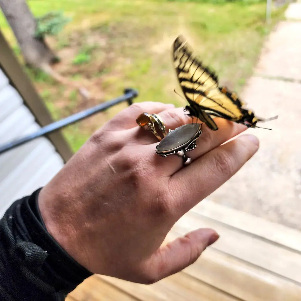 A person's hand, adorned with multiple rings, gently holds a yellow and black striped butterfly perched on their finger. The…