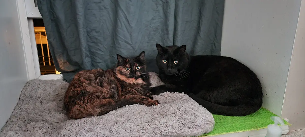 Two cats, one tortoiseshell and one solid black, are lounging side-by-side on a gray fluffy mat next to a green mat and a…