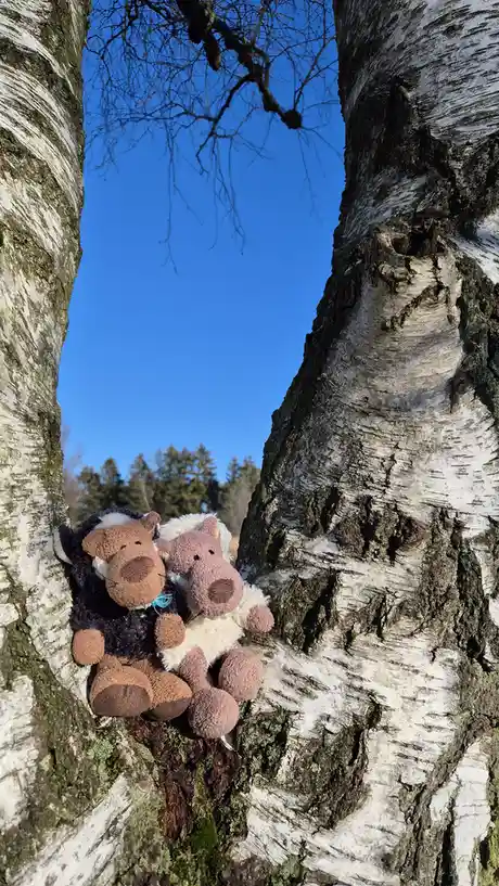 Two plush toy cows, one black and white and one pink and white, are sitting together in a natural crevice between two birch…