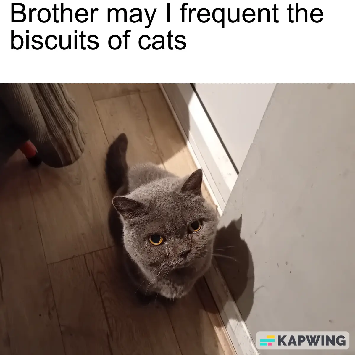 A gray cat with yellow eyes looks up expectantly from a wooden floor near a wall, as if making a polite request. The…
