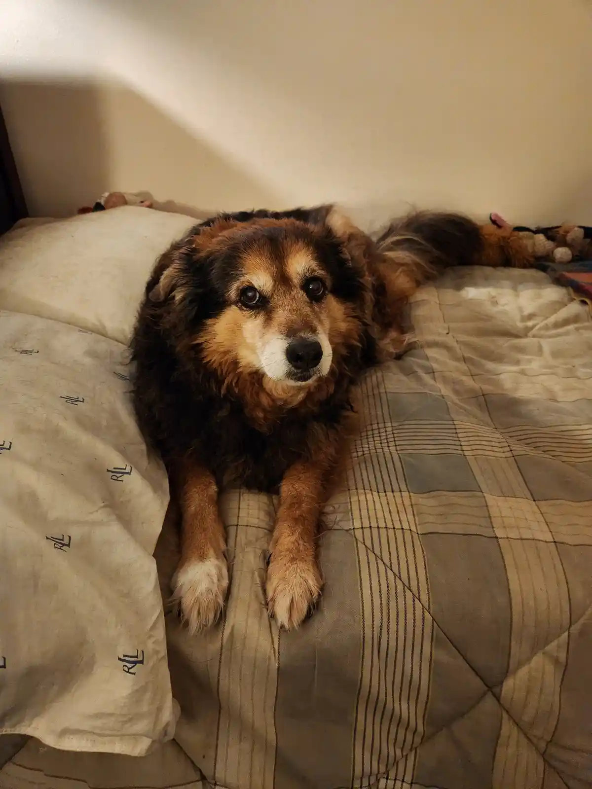 A fluffy brown and black dog with a white muzzle lies on a bed with a plaid comforter and a pillow with 'RRL' logos, looking…