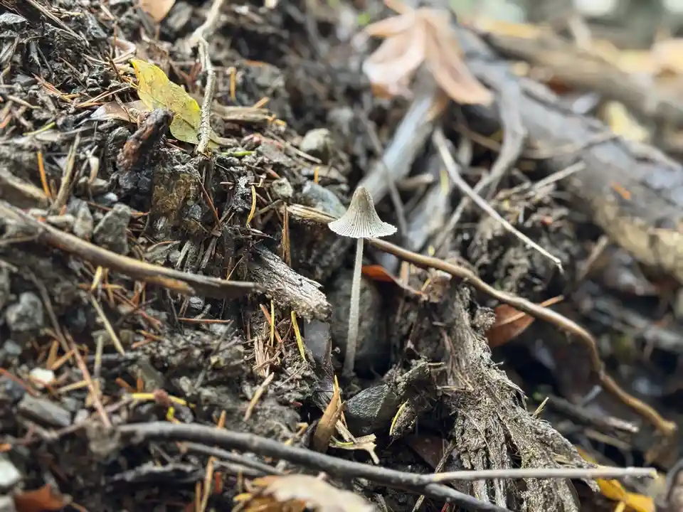A small, delicate mushroom with a light gray, bell-shaped cap and thin stem grows upright from dark, moist soil mixed with…