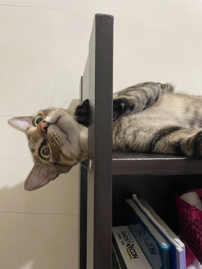 A tabby cat is lying on its back on a dark wooden shelf, peeking over the edge with wide, startled eyes. Its head is tilted…