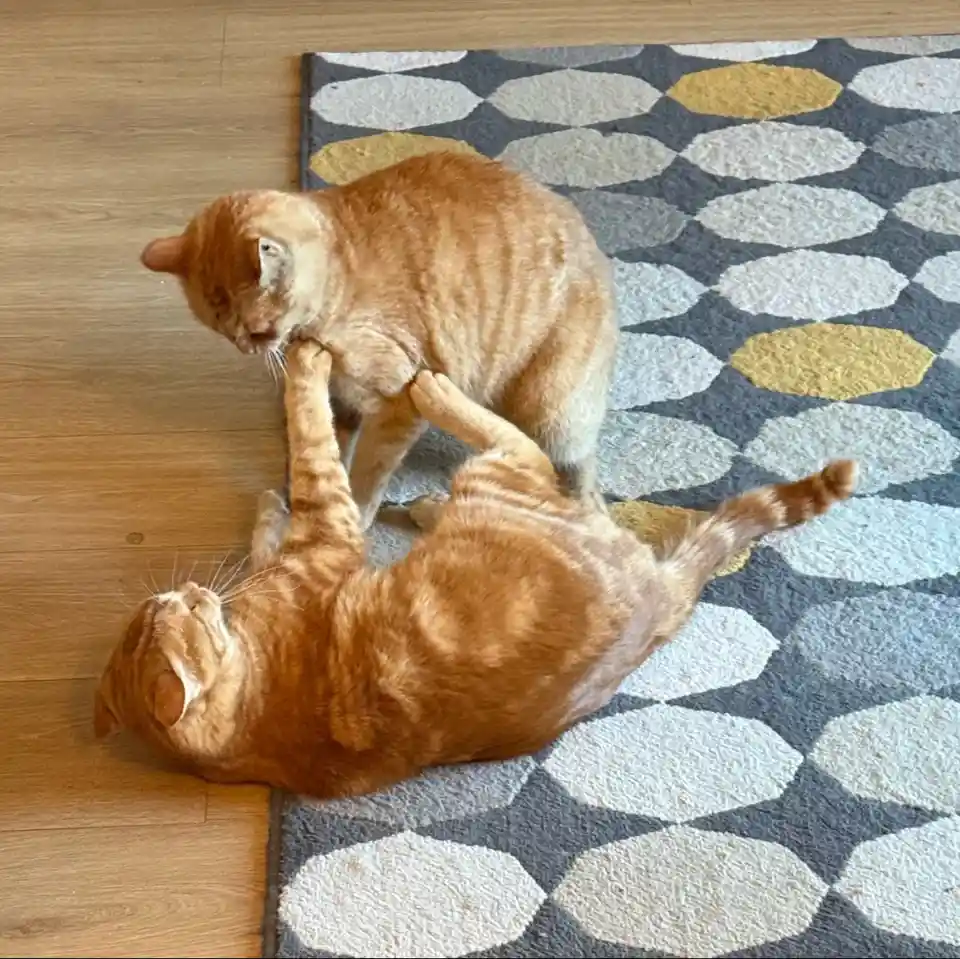Two ginger tabby cats are on a patterned rug; one is on its back with paws up, the other is standing over it and gently…
