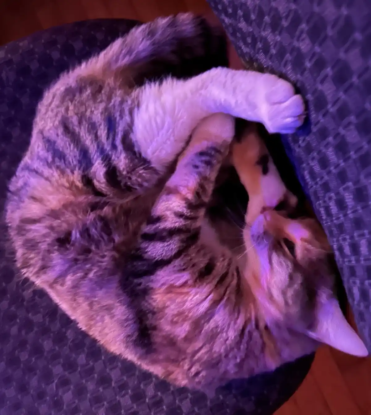 A tabby cat is curled up asleep on a dark patterned chair, its body wrapped around a small, light-colored puppy that is also…