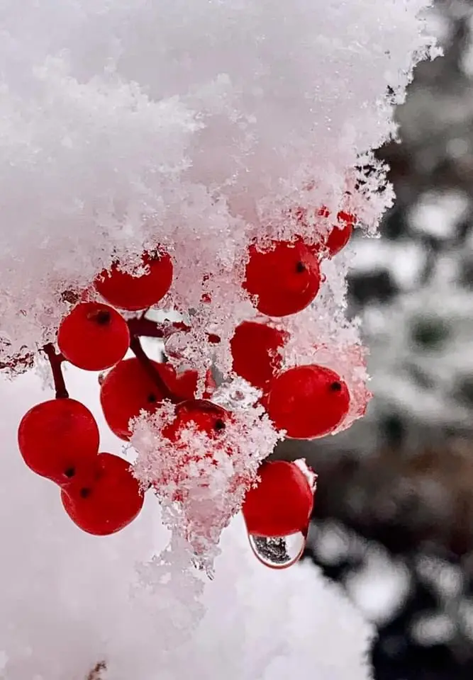 A close-up photograph shows bright red berries, likely holly or winterberry, clustered on a branch and partially covered in…