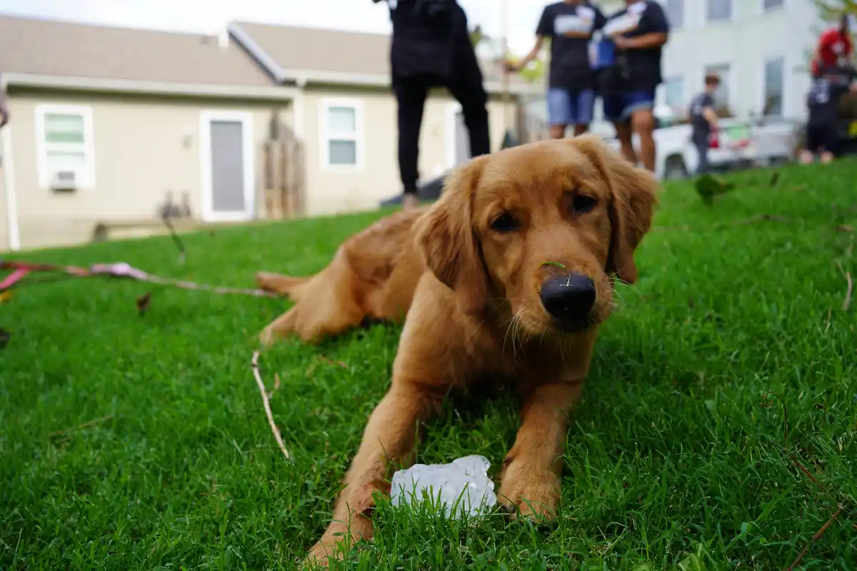 Woof Woof!