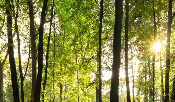 A serene forest scene with tall trees and vibrant green leaves, sunlight filtering through the canopy from the right side…