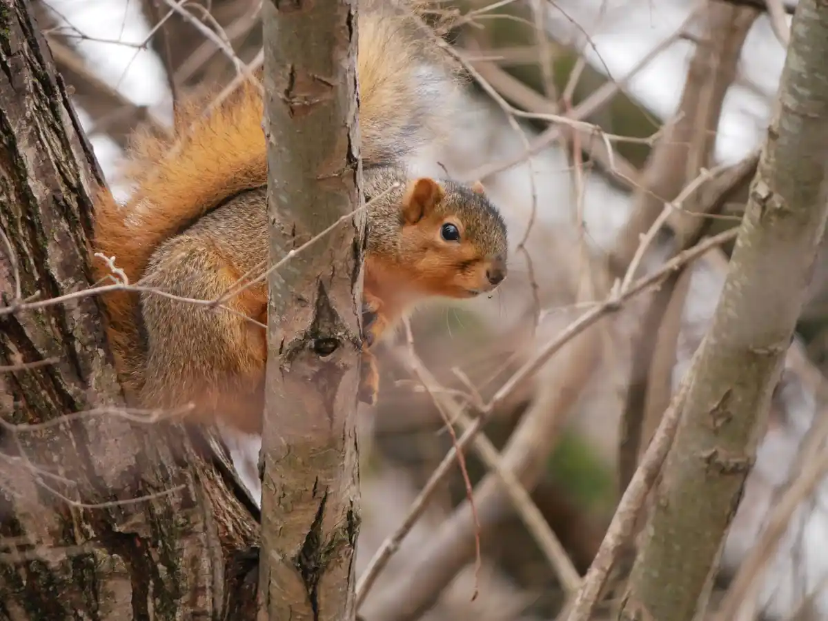 A red squirrel is peeking out from behind a tree trunk in a wooded area, its bushy tail curled around its body. The squirrel…