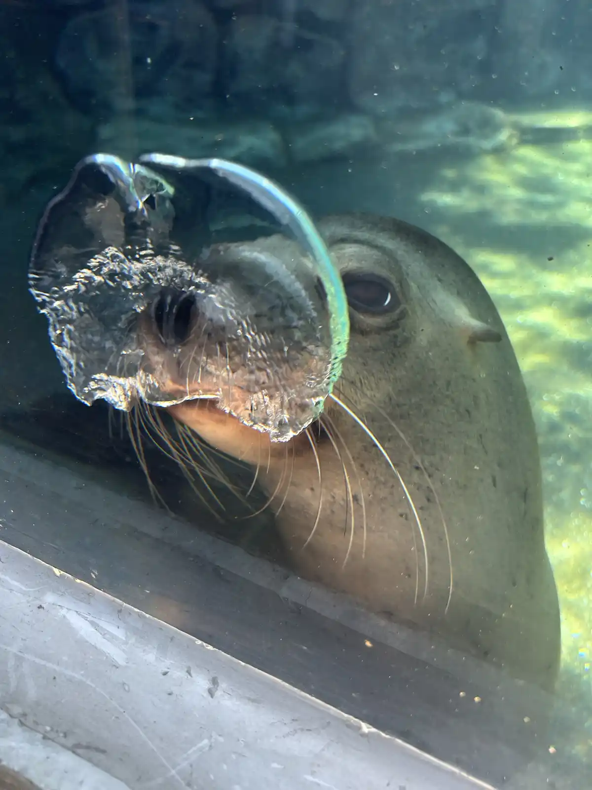 A seal is seen underwater, pressing its face against a glass pane, with a large, distorted bubble clinging to its snout. The…