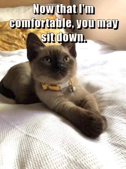 A Siamese cat with green eyes and a gold bell collar lies relaxed on a white textured bedspread, looking directly at the…