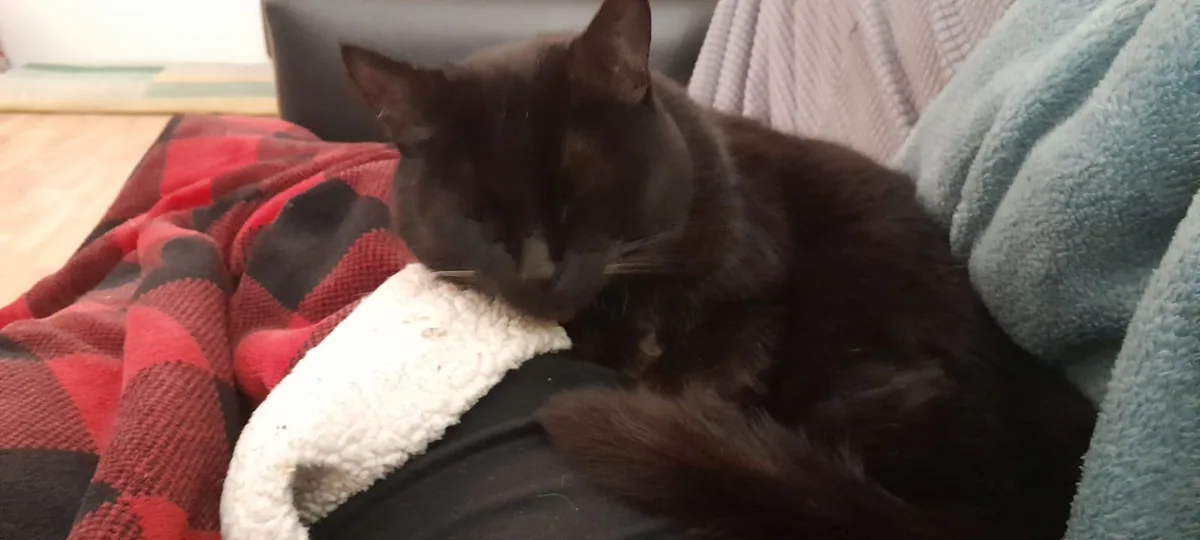 A black cat is curled up and sleeping on a person's lap, nestled between a red and black plaid blanket and a light blue…