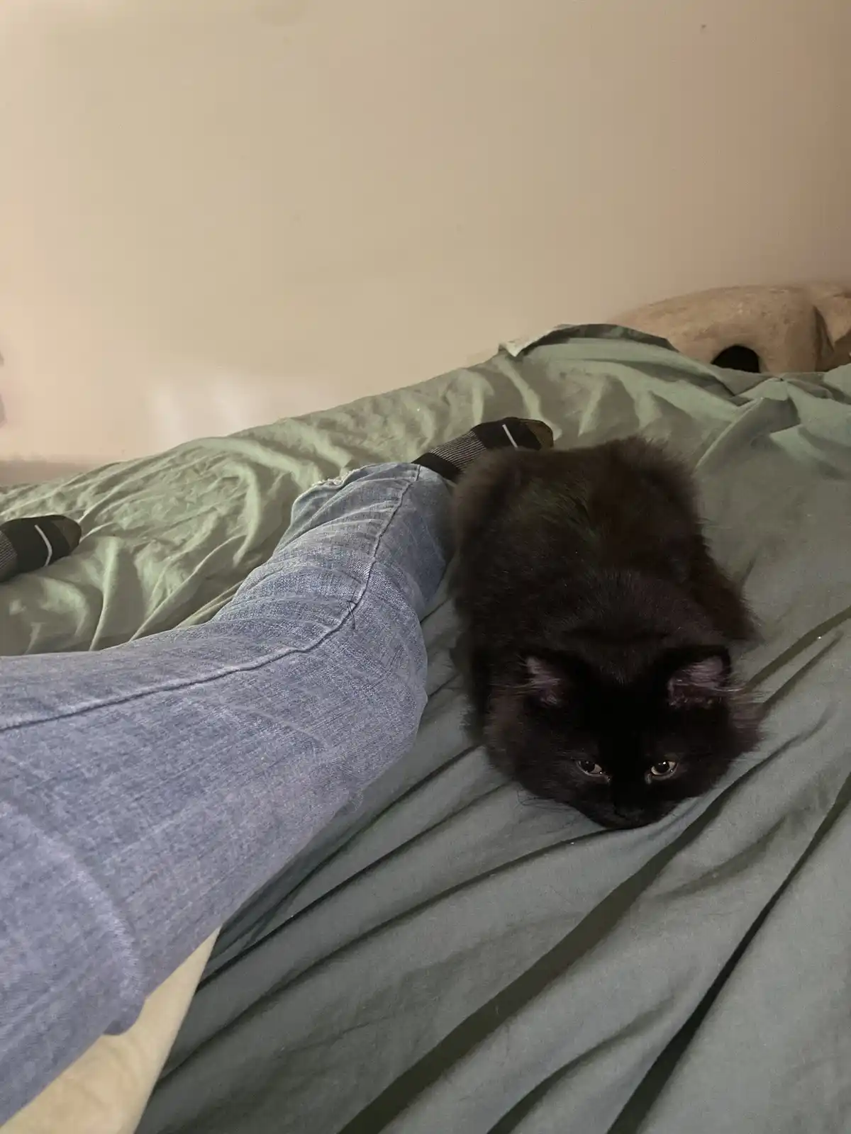 A fluffy black cat lies on a green bedsheet next to a person's legs in blue jeans and striped socks, looking directly at the…