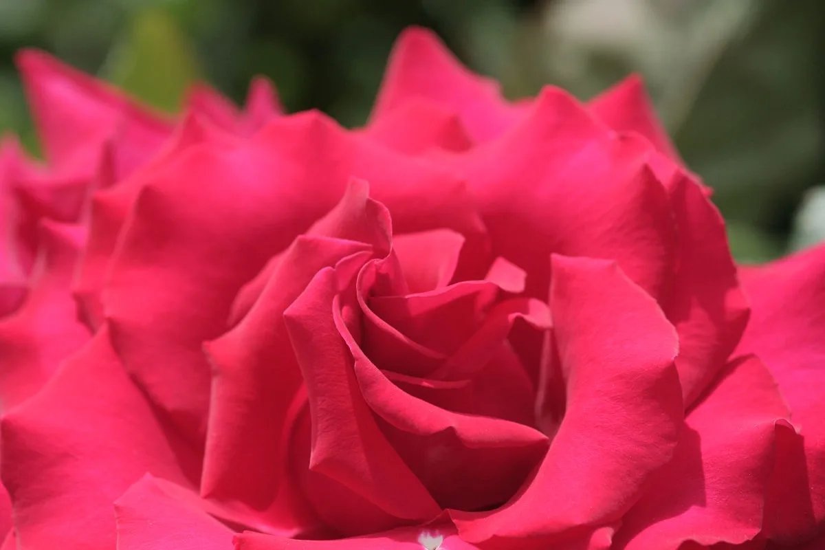 A close-up photograph of a vibrant red rose with tightly curled petals, set against a blurred green background. The image…